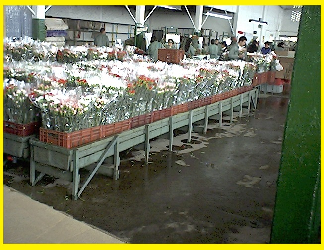 hidratación de flores cortadas poncheras bandejas cajas canaletas hidratar flores cosechas postcosecha hidratadas hidratar en canecas bandejas plásticas maderplast canales aspersión posetas 011 hidratación de flores cortadas poncheras bandejas cajas canaletas hidratar flores cosechas postcosecha hidratadas hidratar en canecas bandejas plásticas maderplast canales aspersión posetas 011 hidratación de flores cortadas poncheras bandejas cajas canaletas hidratar flores cosechas postcosecha hidratadas hidratar en canecas bandejas plásticas maderplast canales aspersión posetas 01111111